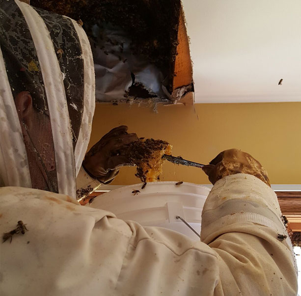 City And Country Pest Control | 28 Westwyn Ct #6, Brampton, ON L6T 4T5, Canada | Phone: (905) 455-1102
