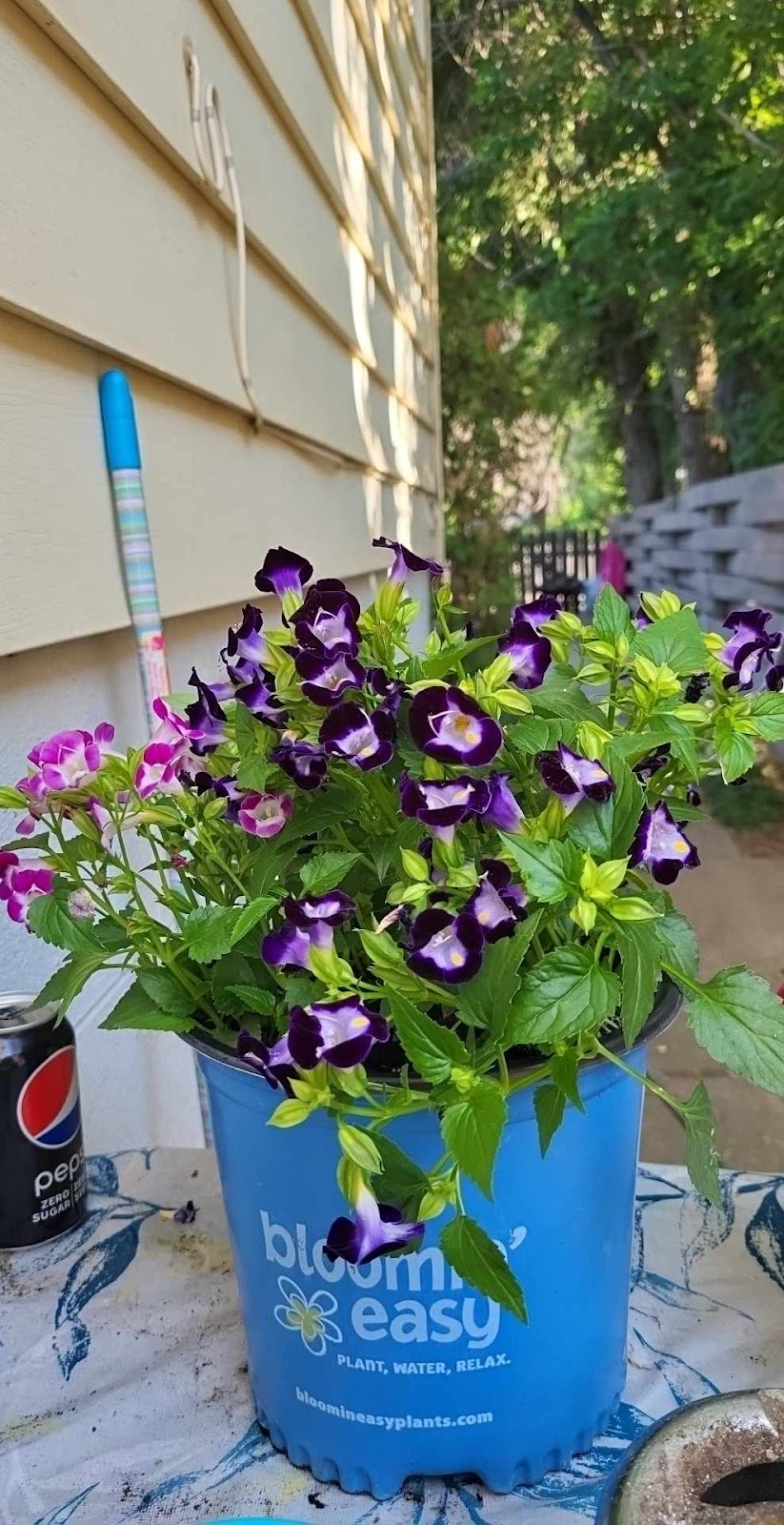 Dan’s Greenhouses | 102 43 St S, Lethbridge, AB T1J 4P7, Canada | Phone: (403) 327-3271