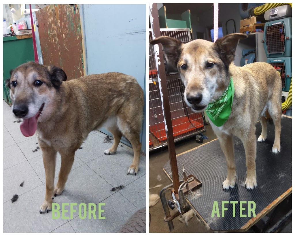 Pet Junction Grooming & Supplies | 27257 Fraser Hwy #101, Aldergrove, BC V4W 3P9, Canada | Phone: (604) 856-3386
