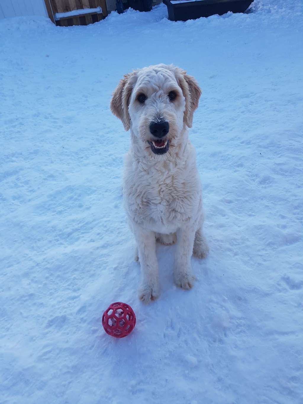 Mahogany Veterinary Clinic | 1440 7 Mahogany Plaza Southeast, Calgary, AB T3M 2P8, Canada | Phone: (587) 354-0770