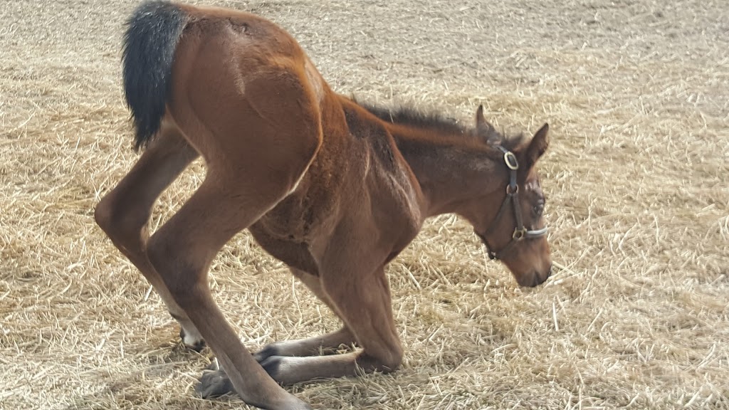 Highfield Stock Farm Inc | 402007 96 St E, Aldersyde, AB T0L 0A0, Canada | Phone: (403) 652-1185