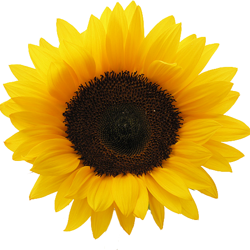 Dr Kimberly Cowdrick | 8504 N Main St, Eden, NY 14057, USA | Phone: (716) 992-3188