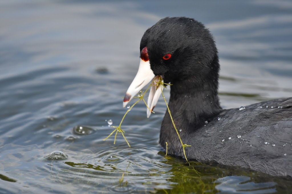 Bridlewood Wetlands Park | 45 Bridlecreek Park SW, Calgary, AB T2Y 3N6, Canada | Phone: (403) 268-2489