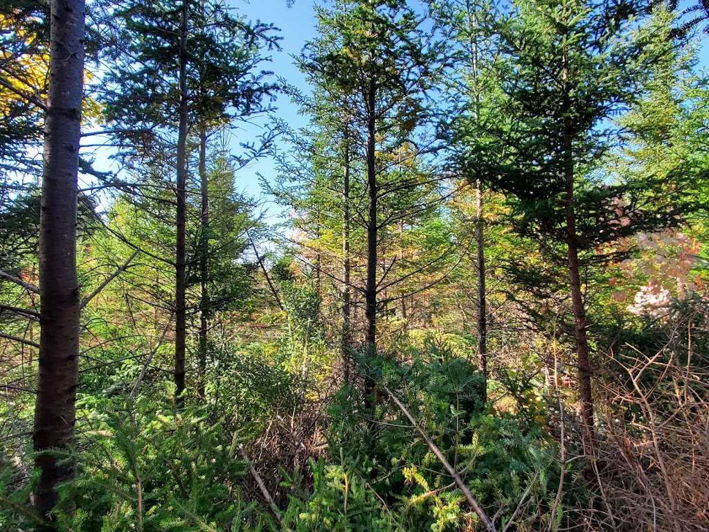 Conserve A Tree Forestry | 54 Lower Grant Rd, Chester Basin, NS B0J 1K0, Canada | Phone: (902) 275-8450