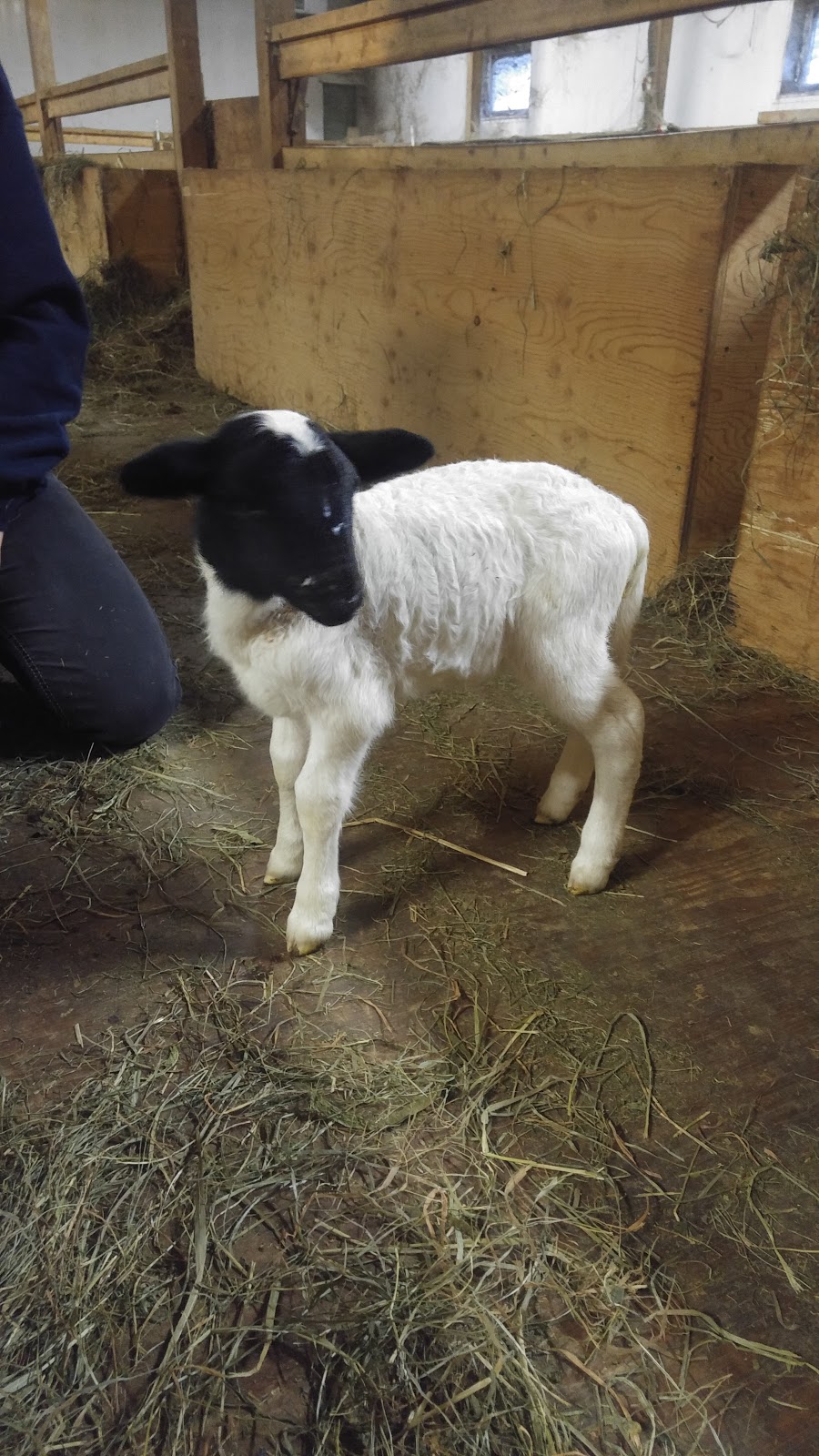 La ferme Une Faim de Loup | 701 Chemin Beauparlant, Saint-Damien, QC J0K 2E0, Canada | Phone: (450) 752-9542