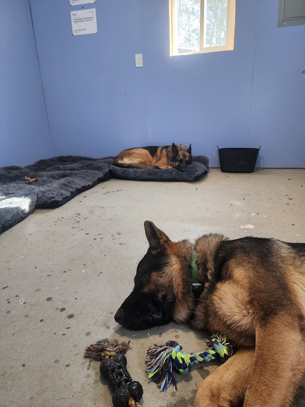 Danesville Canine Daycare | 41 Burgoyne Rd, Danesville, NS B4V 8P5, Canada | Phone: (902) 521-1302