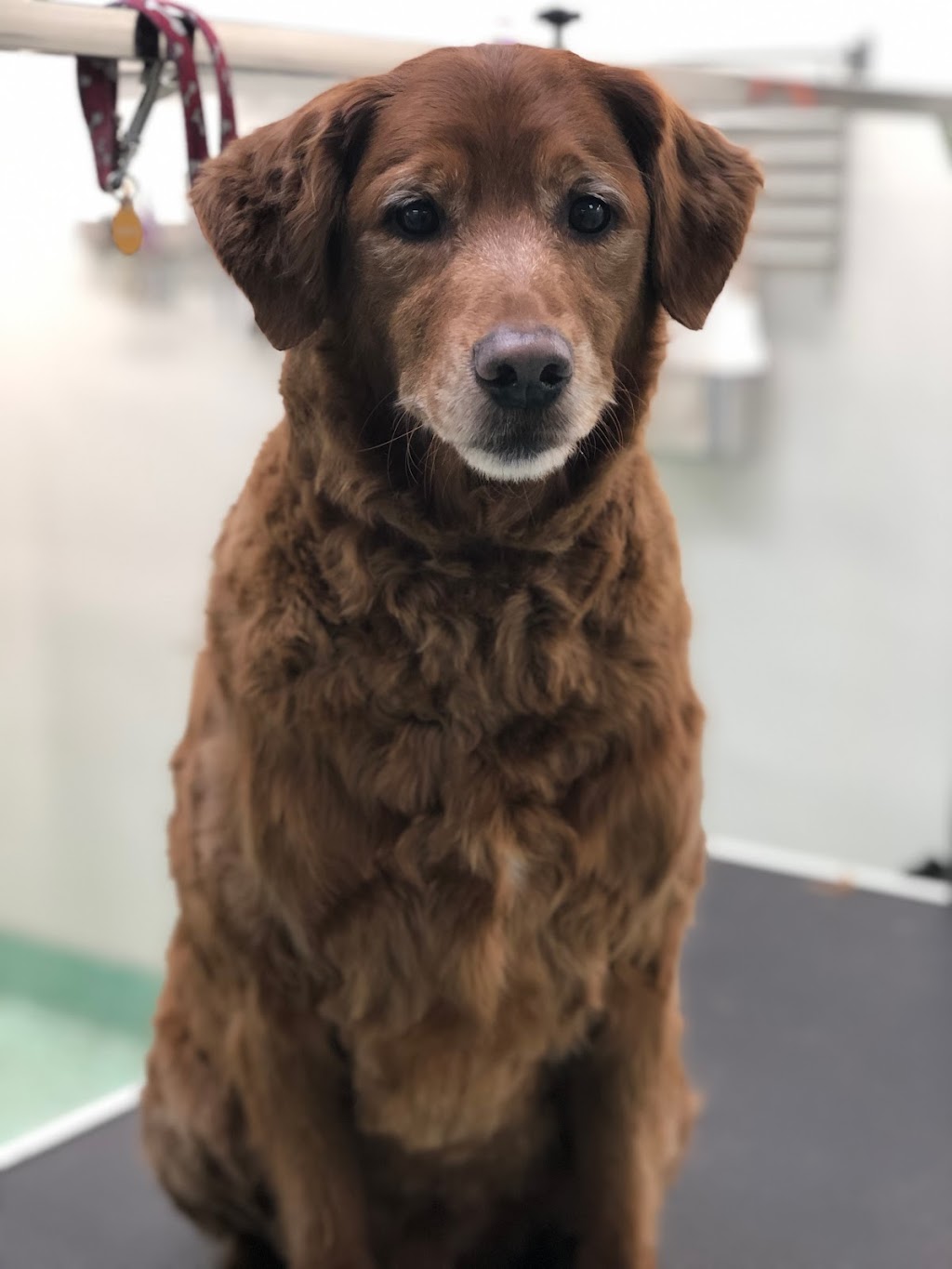 The Pawsh Dog Inc. | 1546 Regent Ave W, Winnipeg, MB R2C 3B4, Canada | Phone: (204) 813-7851