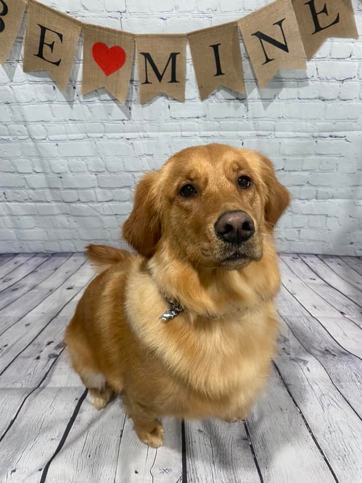 Hidden Oak Professional Pet Grooming | 601 Reiche Rd, Pembroke, ON K8A 6W4, Canada | Phone: (613) 281-5930