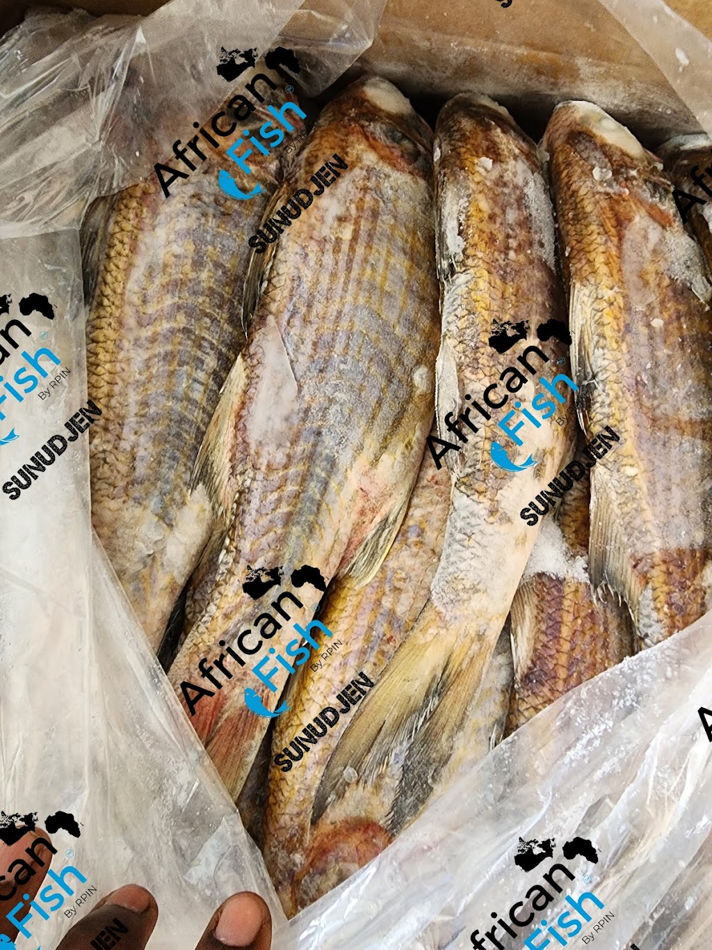 African fish | 1522 Rue Jean-Lachaîne, Sainte-Catherine, QC J5C 1C2, Canada | Phone: (581) 745-2579