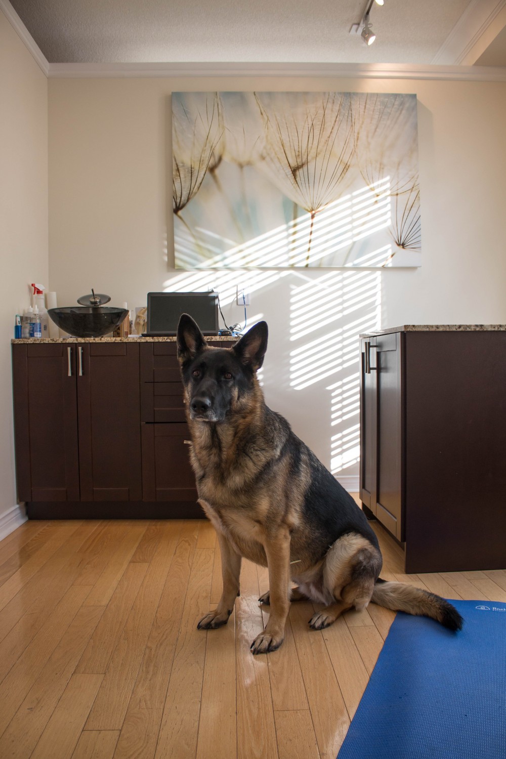 Carter Veterinary Hospital | 2323 Durham Regional Hwy 2, Bowmanville, ON L1C 3K7, Canada | Phone: (905) 419-3500