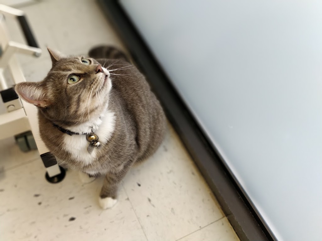 Town Centre Veterinary Hospital | 1502 Lakewood Rd W Northwest, Edmonton, AB T6K 3J4, Canada | Phone: (780) 496-9065