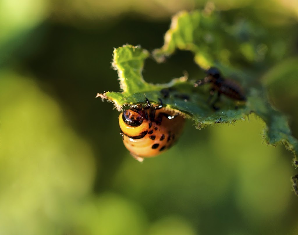 Pest control Chilliwack | pestzap Ant ,Bed Bugs,Rat ,Cockroach,M | 5665 Promontory Rd Unit 1, Chilliwack, BC V2R 0Z9, Canada | Phone: (778) 875-4770