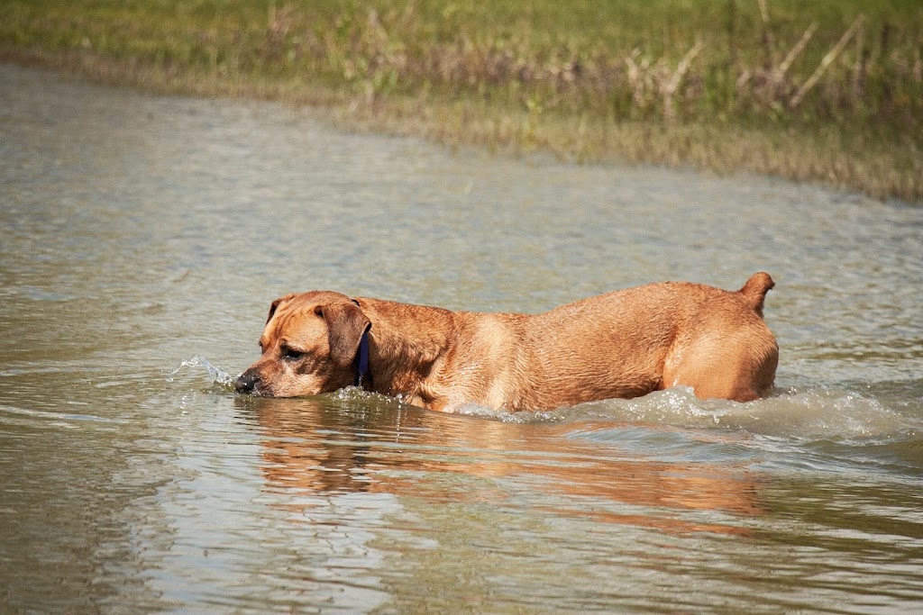 Duo Dog Training | 98 William St #208, Mississauga, ON L5M 1J5, Canada | Phone: (647) 219-5634
