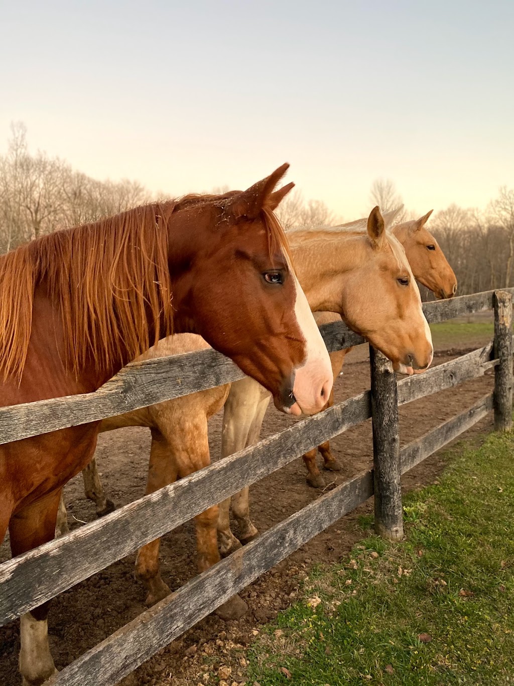 Canadian Lusitanos | 17655 Innis Lake Rd, Caledon East, ON L7K 2L1, Canada | Phone: (416) 795-3600