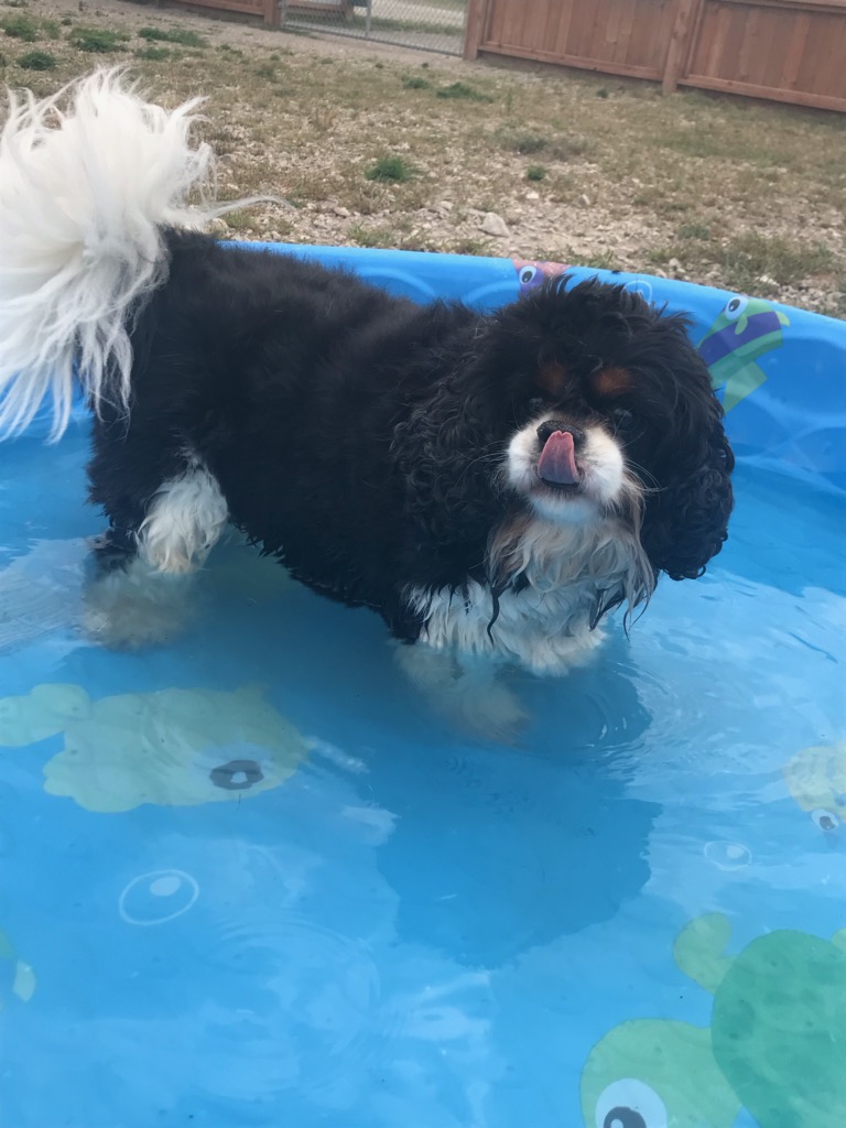 Paws Oasis | 17716 Trans-Canada Hwy, Perth, ON K7H 3C6, Canada | Phone: (613) 267-8051