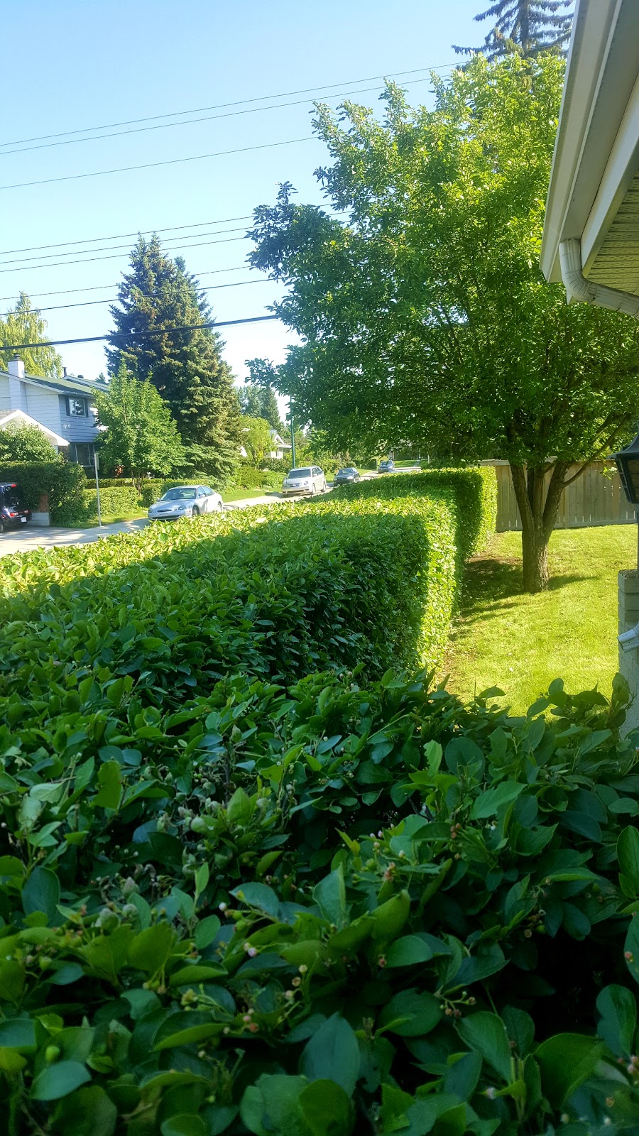Green World Landscaping ltd | 247 Cairn St, London, ON N5Z 3W6, Canada | Phone: (226) 977-6162