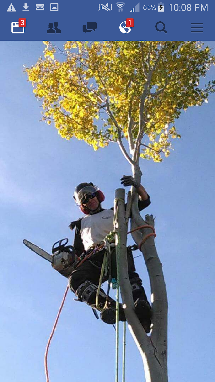 Branches Tree Care | Box 896, Bon Accord, AB T0A 0K0, Canada | Phone: (780) 721-9161