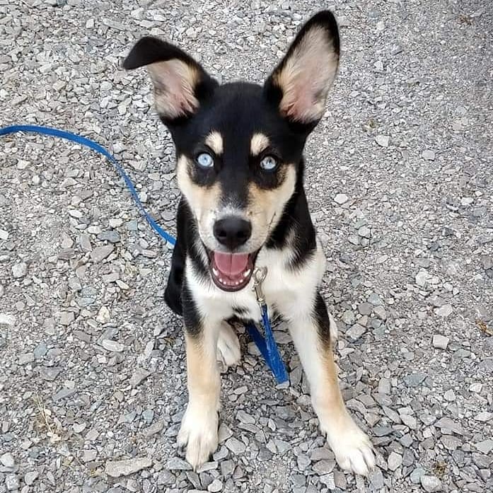 Cottage Country Dogs | 499 Bay St B, Orillia, ON L3V 3X8, Canada | Phone: (647) 520-9728
