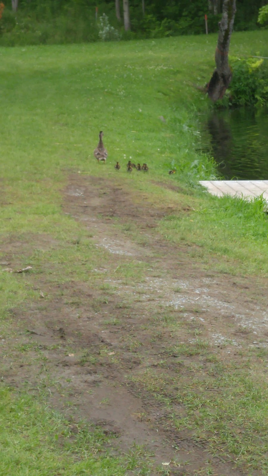 Pisciculture Saint-Denis | 595 Rue Croteau, Saint-Denis-de-Brompton, QC J0B 2P0, Canada | Phone: (819) 846-4060
