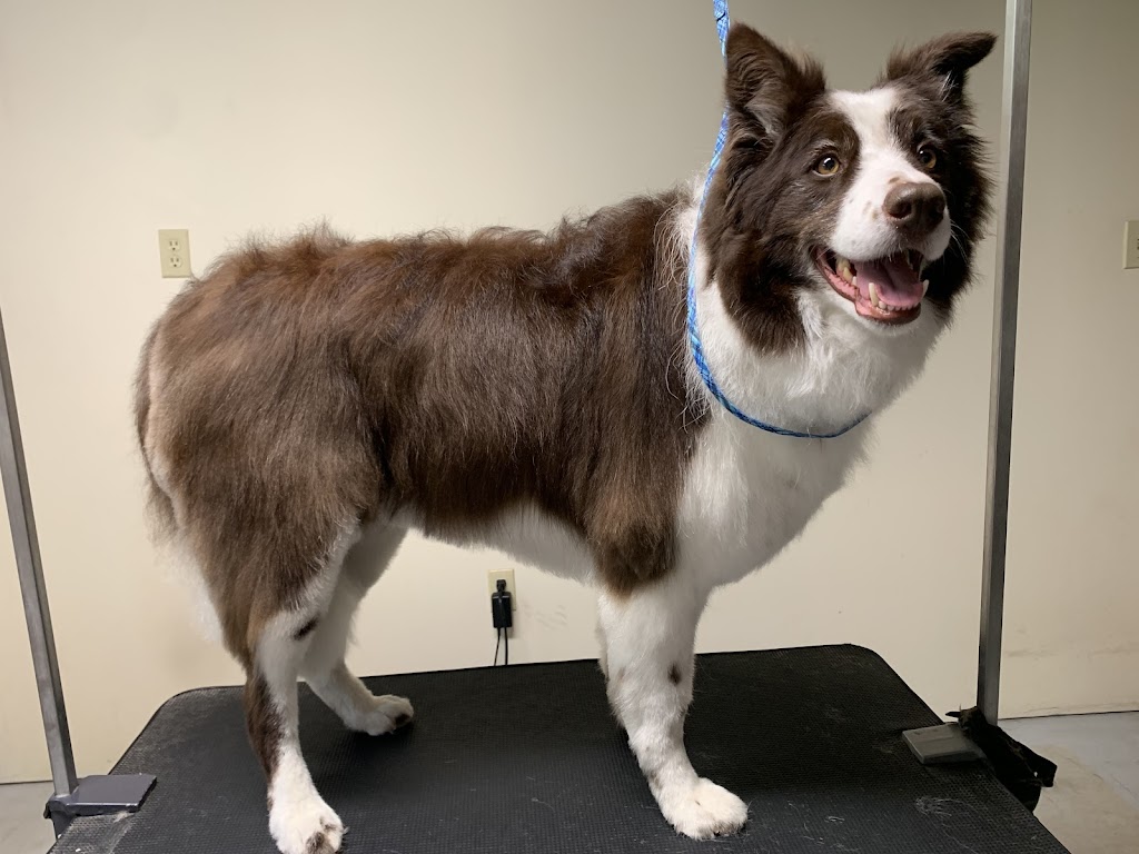 Pawsitive Pet Salon | 3422 Rd 164, Fullarton, ON N0K 1H0, Canada | Phone: (226) 220-2437