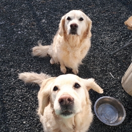 Centre LÉquilibre Canin | 730 Rang du Haut de lÎle, Sainte-Monique, QC J0G 1N0, Canada | Phone: (819) 692-7643