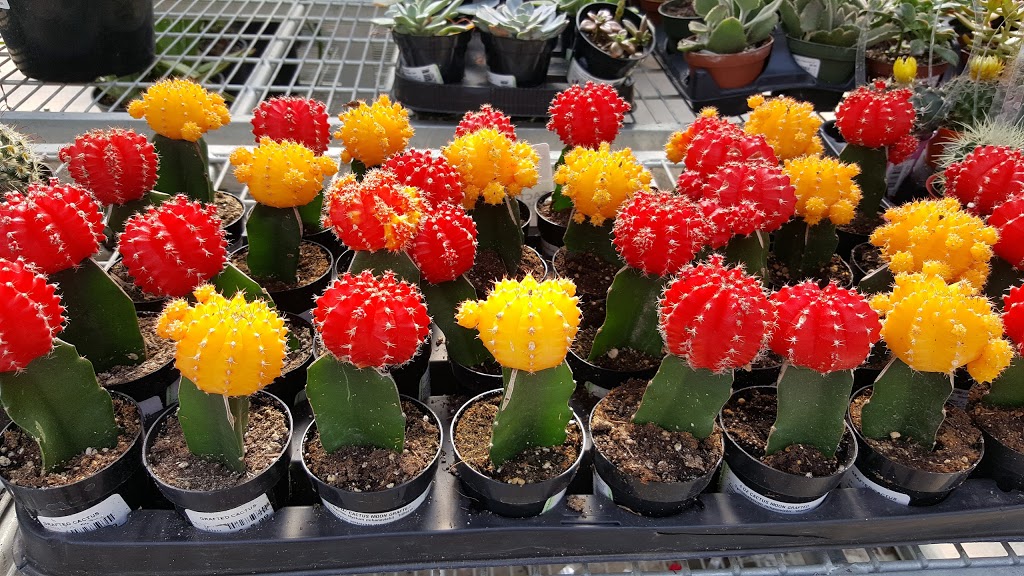 Dutch Growers | 1818 Central Ave, Saskatoon, SK S7N 2Z9, Canada | Phone: (306) 249-1222