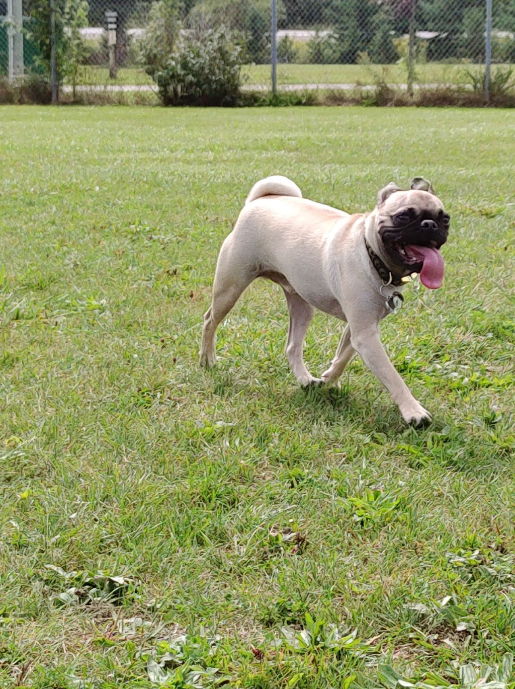 Pinetree Pet Resort | 5951 ON-6, Guelph, ON N1H 6J2, Canada | Phone: (519) 787-9934