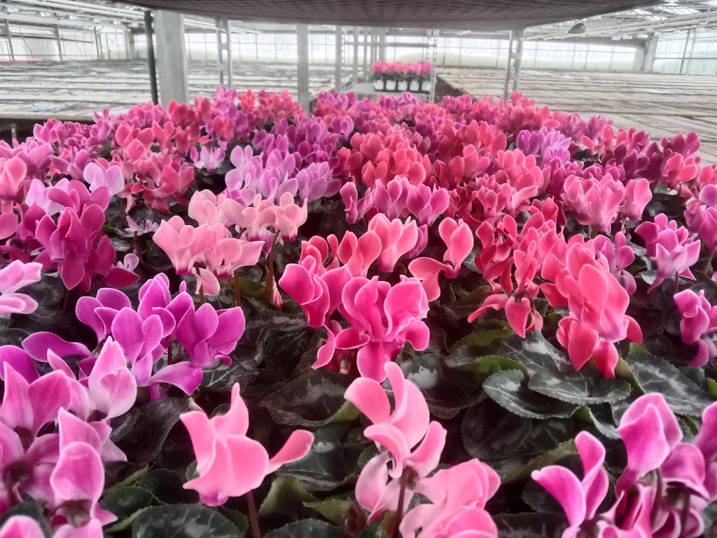 Rosedale Greenhouses Ltd | 50935 Wilbourn Rd, Rosedale, BC V0X 1X0, Canada | Phone: (604) 858-8100