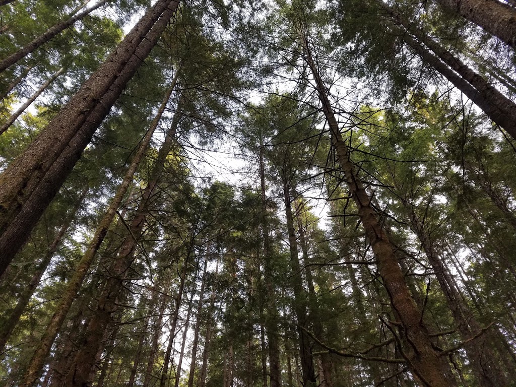 Juan de Fuca - China Beach Campground | 12287 HWY 14, Capital H (Part 2), BC V0S, Canada