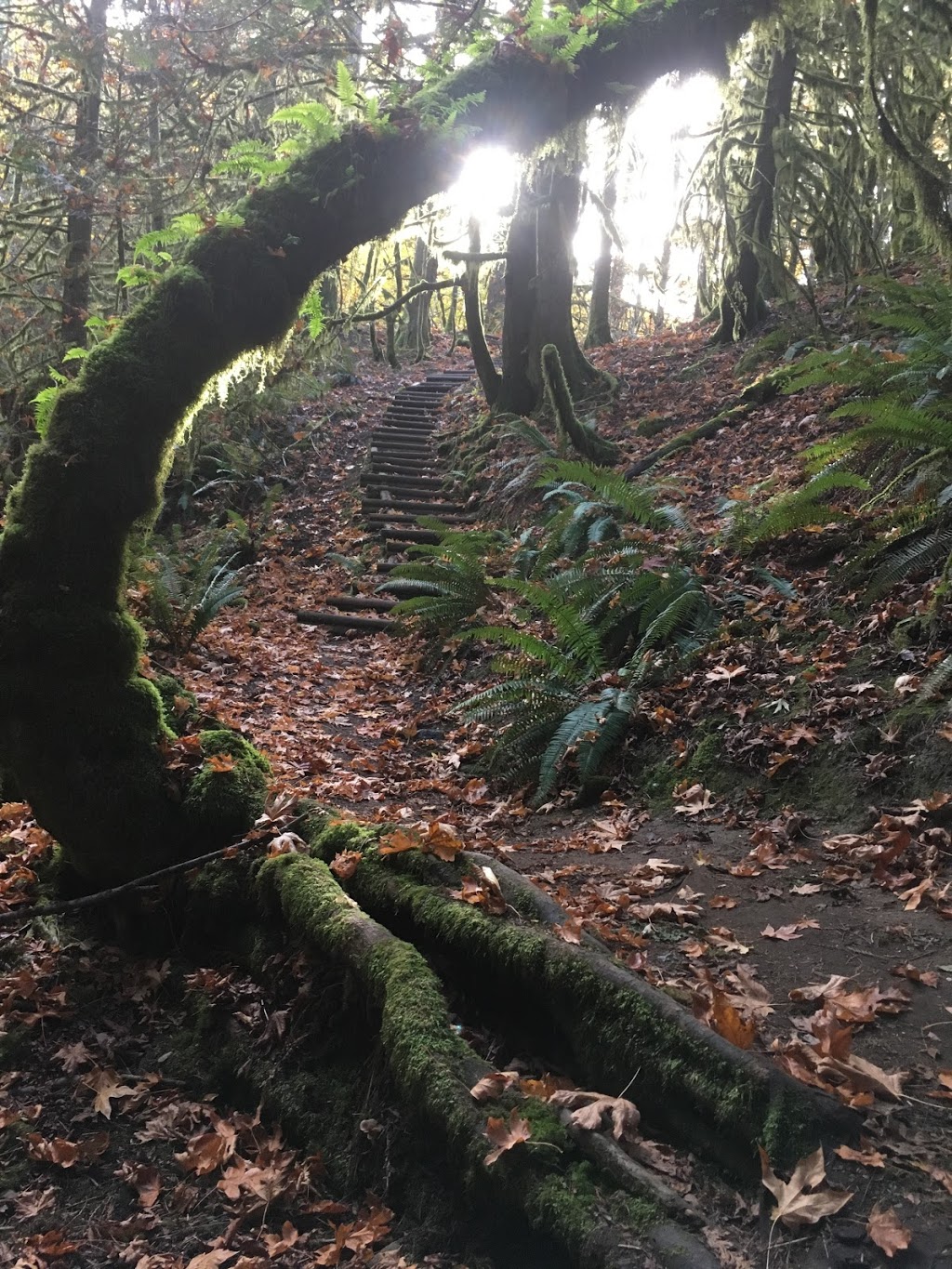 Tod Inlet trail Entrance. | 6537 Wallace Dr, Brentwood Bay, BC V8M 1J8, Canada