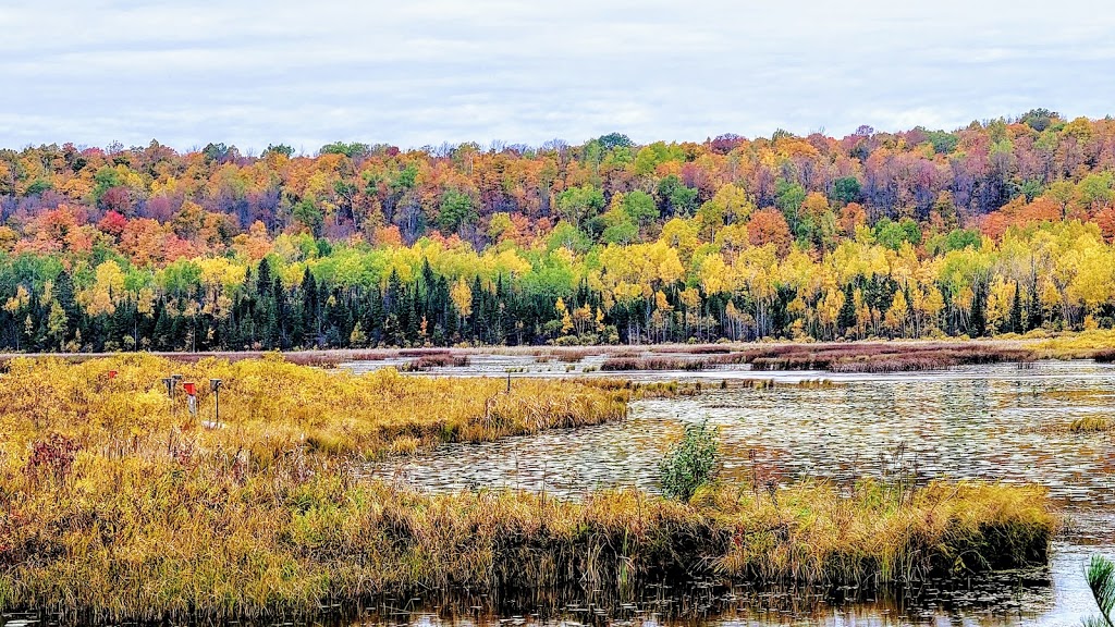 Bognor Marsh Management Area | 104277 Grey County Rd 18, Bognor, ON N0H 1E0, Canada | Phone: (519) 376-3076