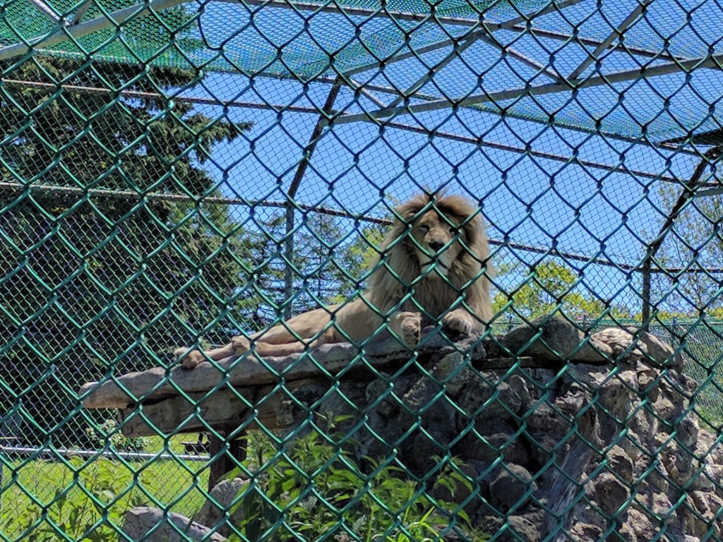 Safari Zoo Camp | 3667 Concession Rd 6, Orono, ON L0B 1M0, Canada | Phone: (905) 983-8217