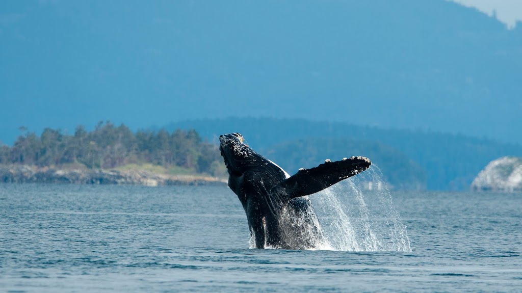 Gato Verde Adventure Sailing | 355 Harris Ave #108, Bellingham, WA 98225, USA | Phone: (360) 220-3215