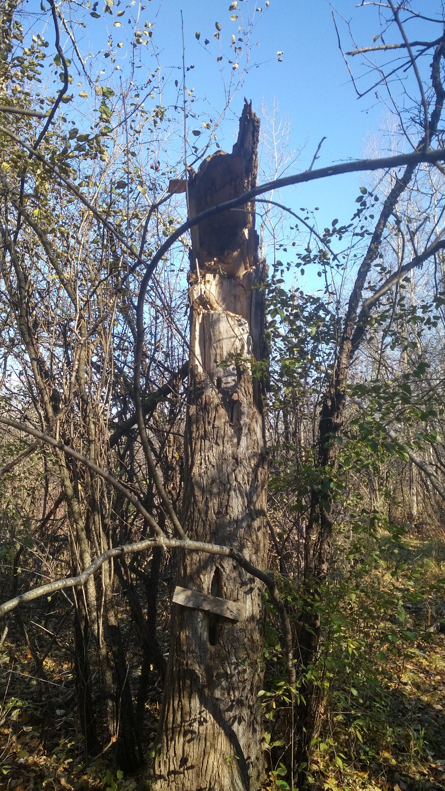 Carter Drive Wooded Area | Grange Hill East, Guelph, ON N1E 1Y1, Canada