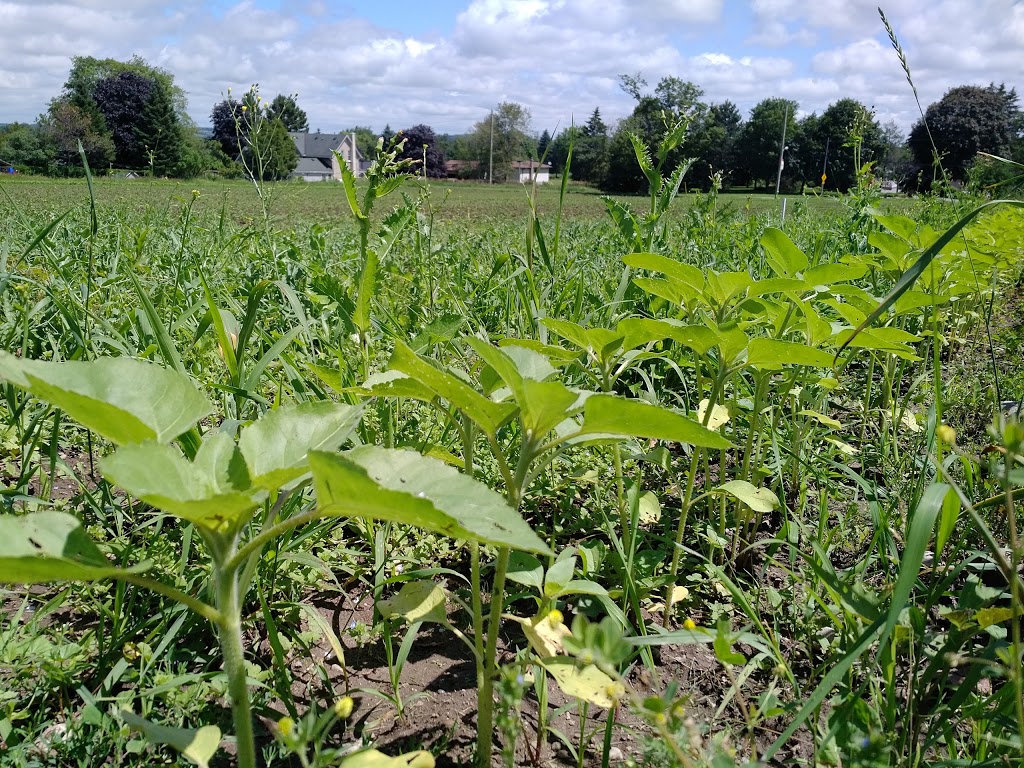 Spring View Farms | 11680 Durham Regional Rd 1, Uxbridge, ON L9P 1R2, Canada | Phone: (905) 852-2795