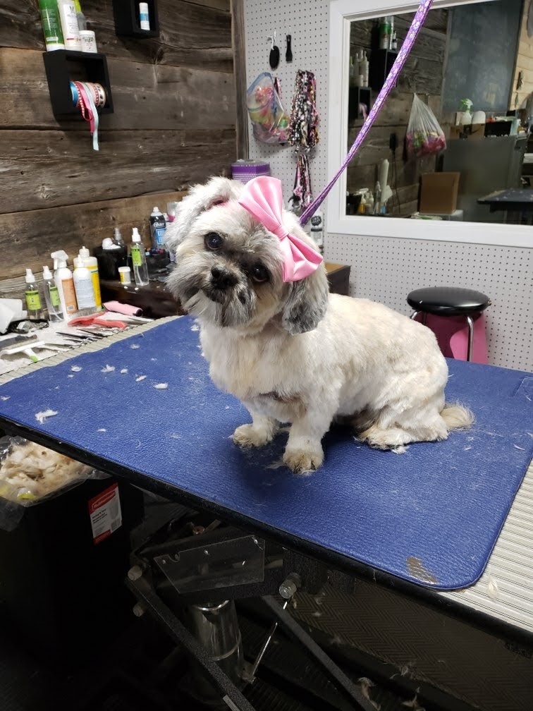 Andreas Pet Salon | 38 Bay St, Barrys Bay, ON K0J 1B0, Canada | Phone: (613) 602-6599