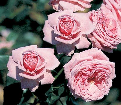 Rambling Rose Nursery | 528 Wesley Acres Rd, Bloomfield, ON K0K 1G0, Canada | Phone: (613) 393-1828