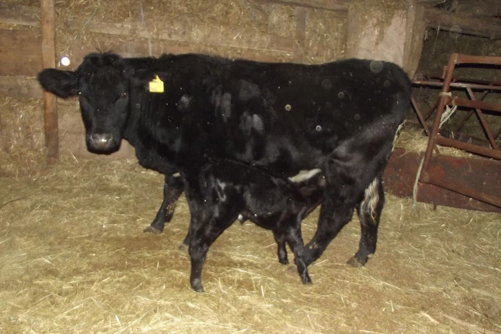 EIEIO Farm | 503 Cornwall Rd, Mahone Bay, NS B0J 2E0, Canada | Phone: (902) 624-9636