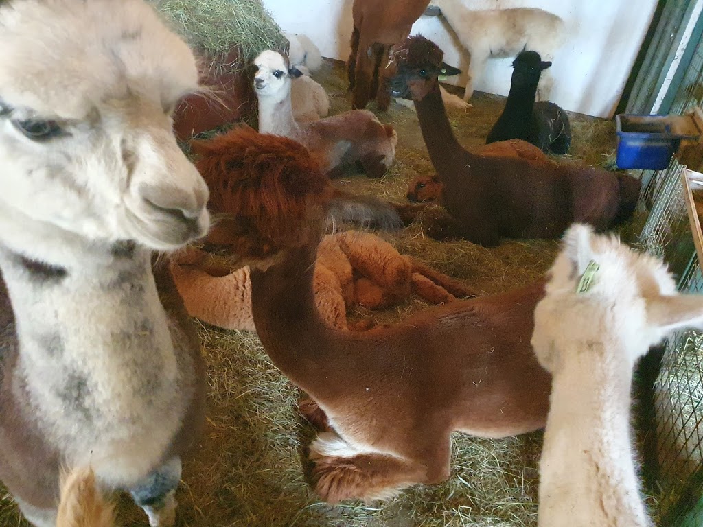 Les Alpagas de la Ferme Norli | 160 Route Pierre Laporte, Bromont, QC J2L 2V8, Canada | Phone: (450) 534-2305