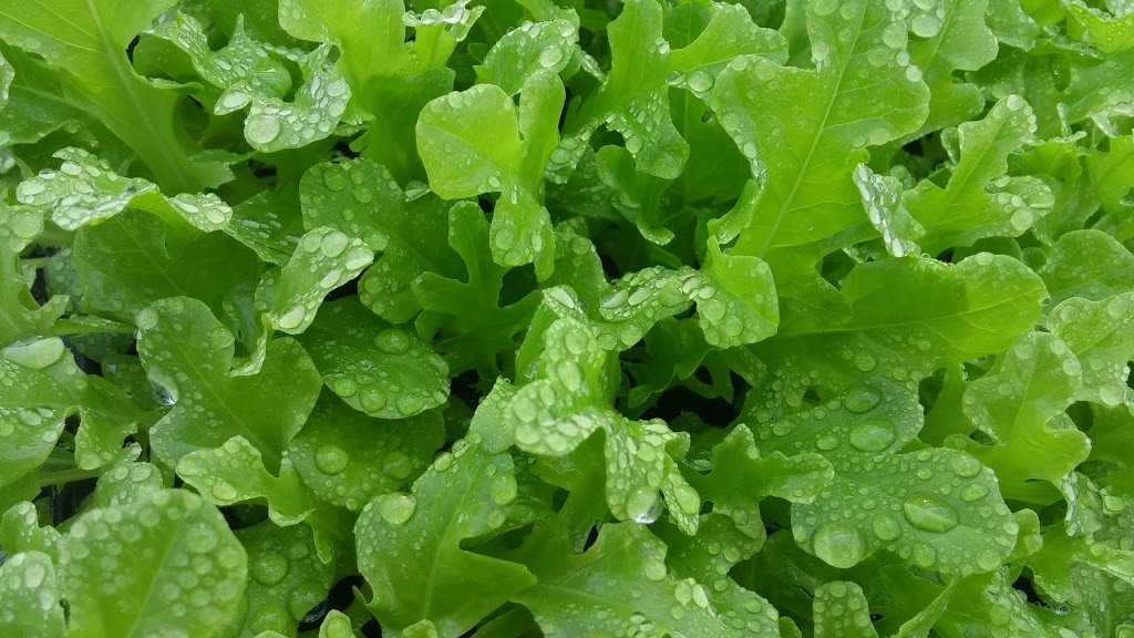 Urban Seedling | 7000 Boulevard LaSalle, Verdun, QC H4H 2T1, Canada | Phone: (514) 578-8900