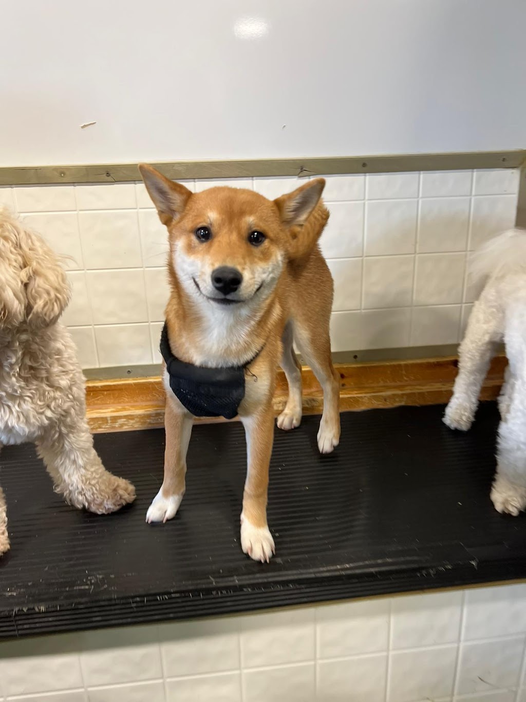 Dogeden | 60 Bullock Dr #1, Markham, ON L3P 3P2, Canada | Phone: (905) 294-0028