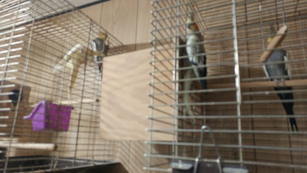 Creekside Pets & Supplies | 1811 Abbott Rd, Lackawanna, NY 14218, USA | Phone: (716) 822-8799