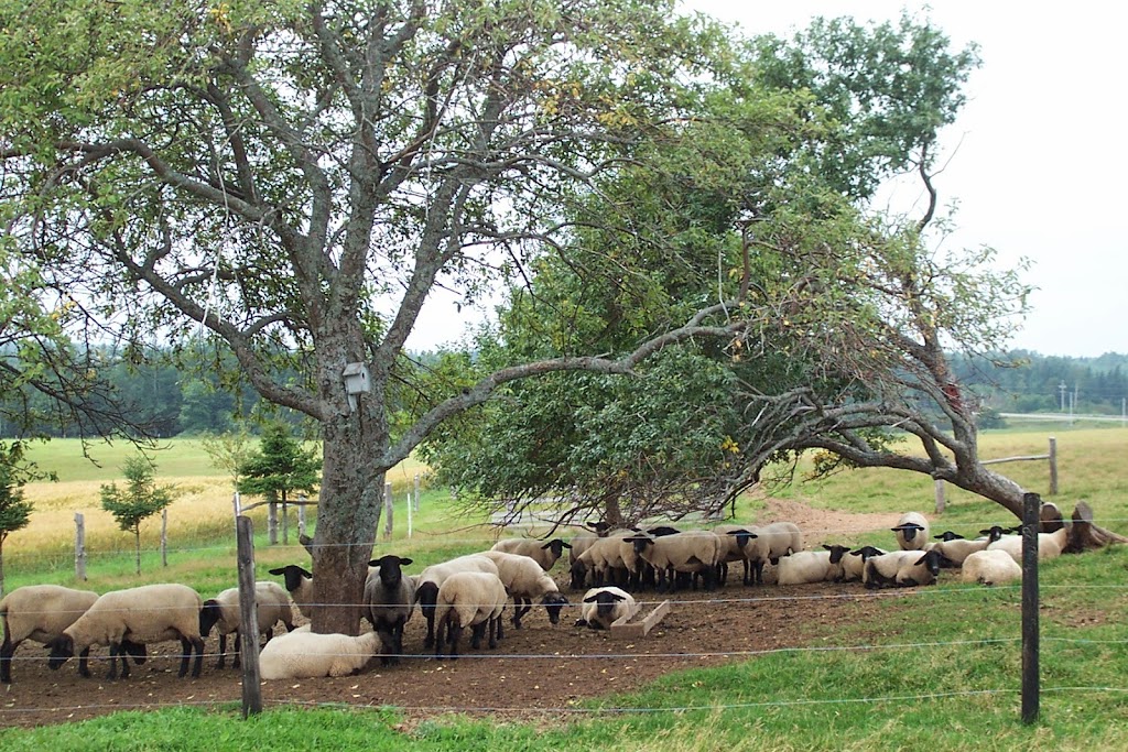 Springwater Farm | 697 Dundas Rd, Saint Peters Bay, PE C0A 2A0, Canada | Phone: (902) 583-2340
