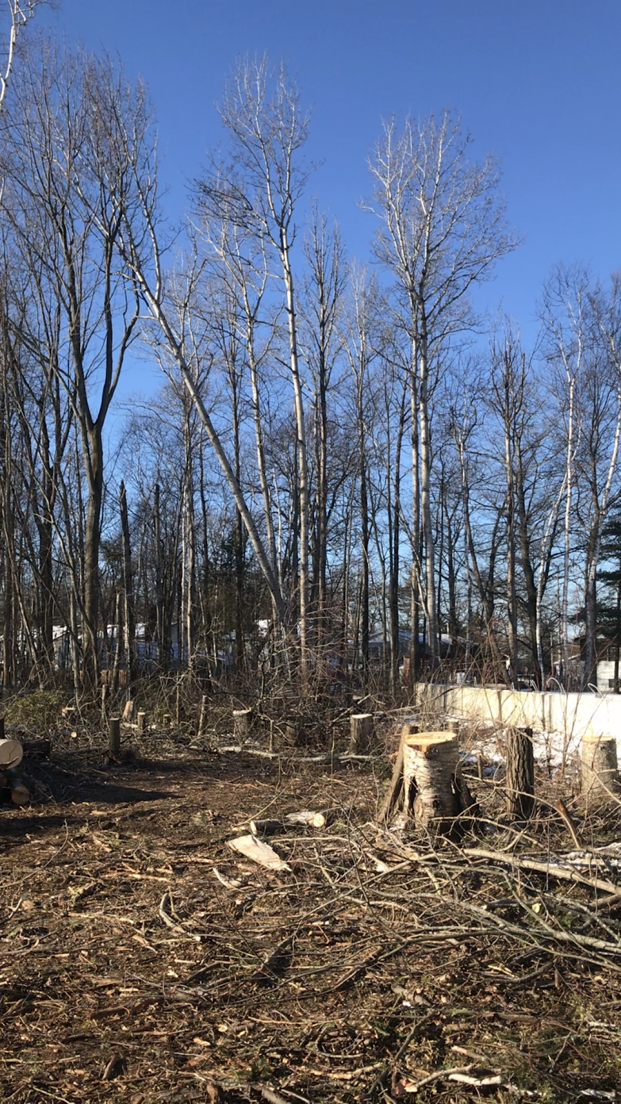 Southern Tree Service | 828254 Mulmur Nottawasaga Townline, Mulmur, ON L9V 0Y7, Canada | Phone: (705) 443-7789