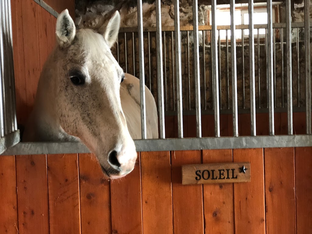 Horse Discovery | Carmel Line, Cavan-Monaghan, ON L0A 1G0, Canada | Phone: (705) 932-2244