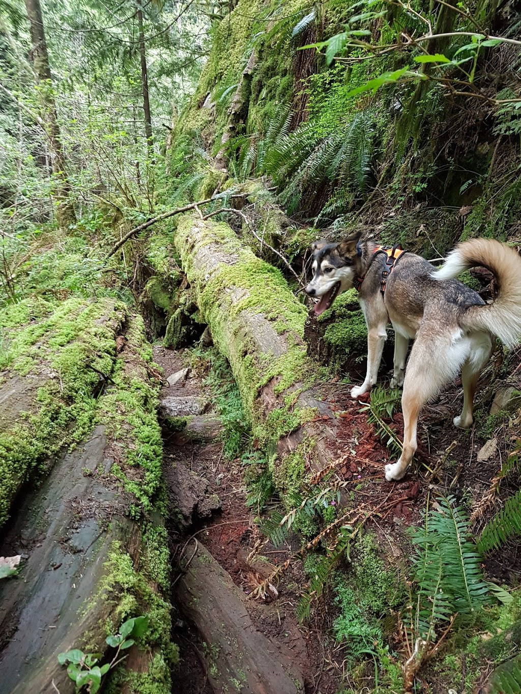 Sprockids park | 1235 Stewart Rd, Gibsons, BC V0N 1V0, Canada | Phone: (604) 885-6800