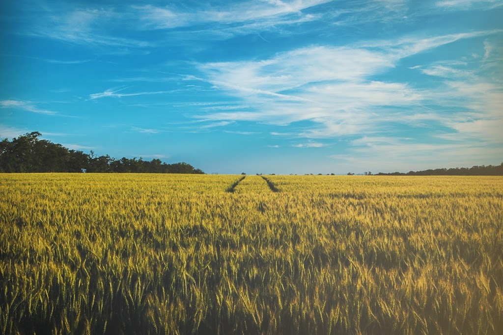 Berg Farms | 10304 HWY 36, north, Taber, AB T1G 2C8, Canada | Phone: (403) 308-1238