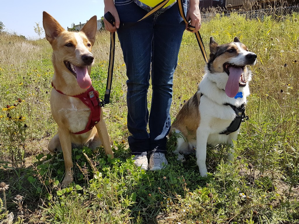 Smith Canine Academy | 82 Woodlawn Rd W, Guelph, ON N1H 1B2, Canada | Phone: (519) 240-4497