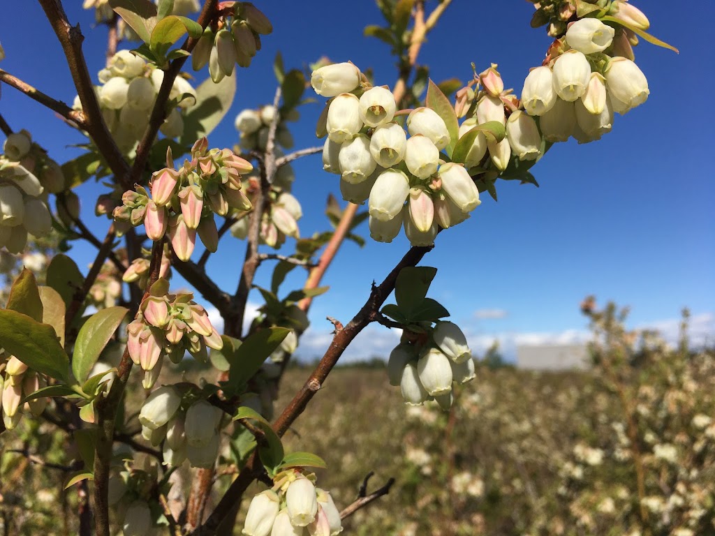 Sunflower Organic Blueberry Farm | 11131 Blundell Rd, Richmond, BC V6Y 1L4, Canada | Phone: (778) 996-4832