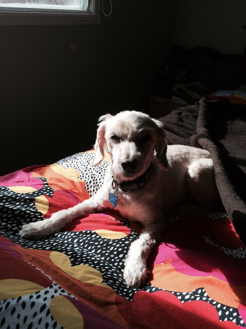 Dogs at Kats | 9404 Danforth Rd E, Cobourg, ON K9A 4J8, Canada | Phone: (905) 396-5287